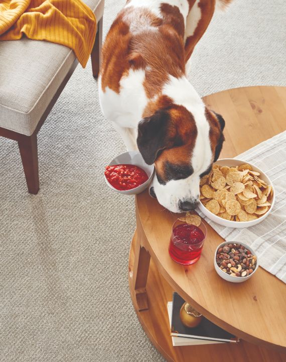 St. Bernard dog knocking salsa off the table. 