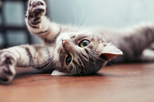 Cat on a light plank floor. 