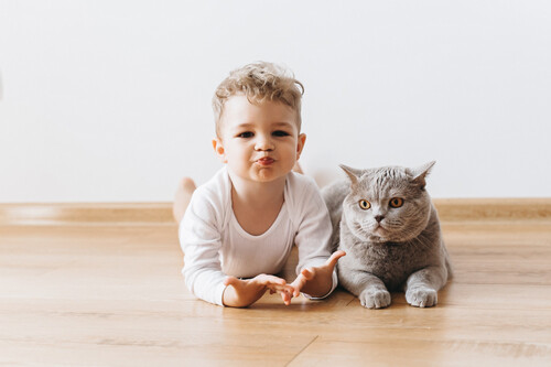Toddler on the floor with grey British Shorthair cat. 
